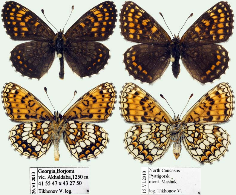 Melitaea caucasogenita